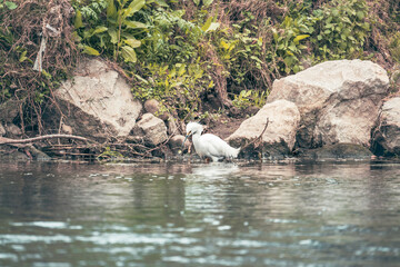 Aves posadas en un río muy contaminado, mostrando un fuerte contraste entre fauna silvestre y agua degradada en un entorno urbano natural.