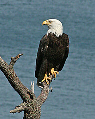 Single bald eagle perching nobly atop dead tree next to Salish Sea on west coast. Claws look ferocious.