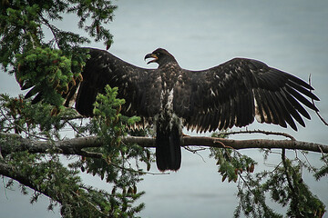 Juvenile 3-month bald eagle with wings spread beside nest. Has not yet fledged. Due to initial feathers slightly larger than parents.
