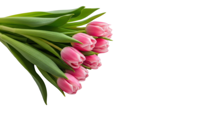 Vibrant pink tulips with green stems beside a pristine blank white greeting card, on a bright white studio surface with soft natural light and bokeh, symbolizing heartfelt sentiments