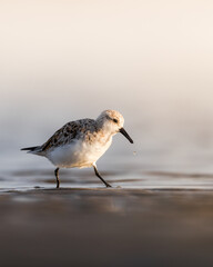 Sandpiper at beach 