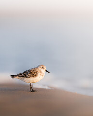 Small bird at beach 