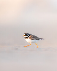 Small bird running 