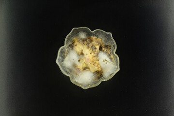 Glossy whole potatoes with layered white-green and grey mold, shot in moody contrast light with diagonal soft shadow lines.