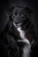 black mongrel portrait on black background