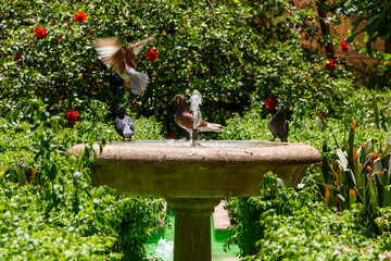 Pigeons on a fountain in Malaga, Spain