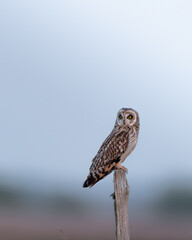 Short eared owl scouting 
