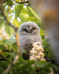 Tawny Owl Juvenile