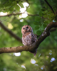 Tawny owl on a perch 