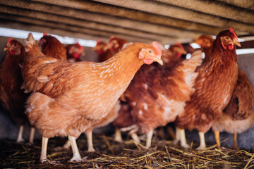A group of red-feathered chickens in a special pen, poultry farm, poultry, agriculture.