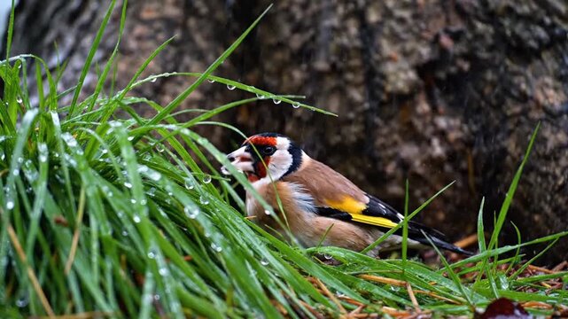 A small bird shelters amidst lush green grass, illuminated by a brilliant lightning strike