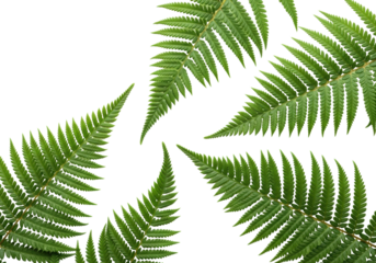 Vibrant green fern fronds with delicate pinnules and intricate textures, artfully arranged on a transparent studio background with copy space, concept of nature's elegance