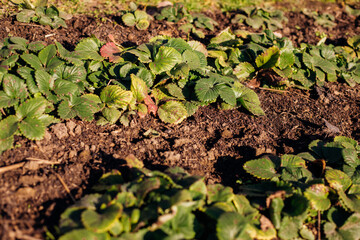 Strawberry leaves. Bushes with antennae, top view. Berry cultivation. A green garden.