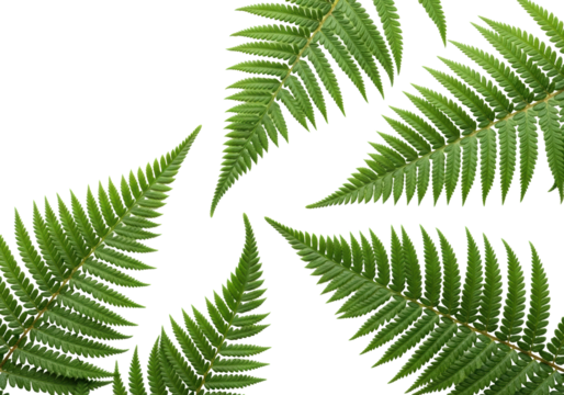 Vibrant green fern fronds with delicate pinnules and intricate textures, artfully arranged on a transparent studio background with copy space, concept of nature's elegance