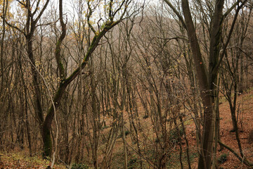 Obraz premium A dense leafless forest in Fruska Gora National Park, Serbia, shows thin trunks, soft brown tones, and the quiet atmosphere of late autumn