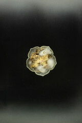 Conceptual overhead shot of whole potatoes selected for their natural aging marks, seasoned and covered in white-green mold, arranged in black bowls.