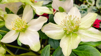 Macro view of beautiful white and pale green Hellebore flowers with bright yellow stamens