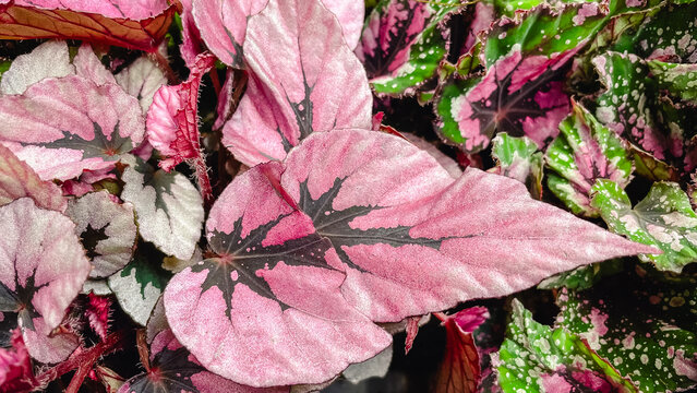 Macro texture of vibrant Begonia Rex leaves with striking pink, green, and silver patterns.