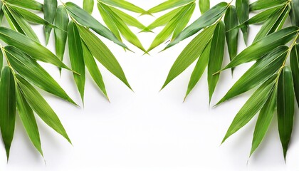 Naklejka premium Green Bamboo Leaves Isolated On A White Background