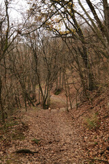 Naklejka premium Two dogs, Australian and German Shepherd, run down a leaf-covered forest trail in Fruska Gora National Park, Serbia. The scene reflects energy, movement, and outdoor adventure