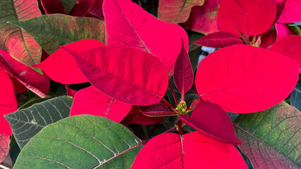 Vibrant red and green poinsettia leaves in a macro shot, perfect for Christmas and holiday themes