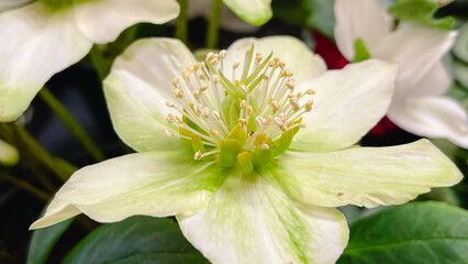 White and green Helleborus Christmas Rose flower macro detail showing stamens and petals in bloom