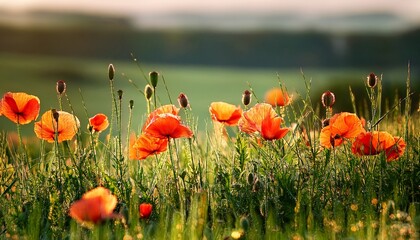 Vibrant Orange Poppy Flower Blooms In Lush Green Field