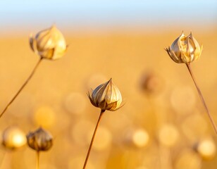 Dried flax seed pods stand tall in a sun-drenched, golden field, their contours accentuated by the blurred background