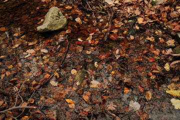 A small river in the forest of Fruska Gora covered with bright autumn leaves and reflections of surrounding trees. The scene captures seasonal transition and quiet natural detail