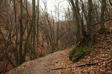 A quiet forest trail runs along a moss-covered slope in Fruska Gora. Fallen leaves and earthy tones create a soft natural atmosphere