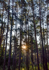 Low angle view of tall pine trees reaching toward the sky with a bright sun starburst shining through.