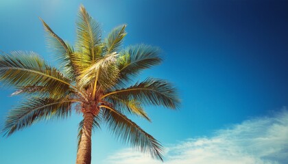 Filtered Photo Of A Palm Tree Against Blue Sky