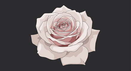 Beautifully detailed illustration of a single dusty pink rose in full bloom isolated on a dark grey background.