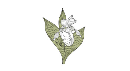 Vintage botanical drawing of a lady's slipper orchid flower with detailed line work isolated on a white background.