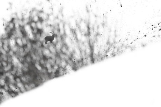 View of a lone ibex stands silhouetted against the stark white snow of Le Grammont's slopes, a study in monochrome majesty, Vouvry, Valais, Switzerland.