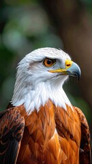 A striking close-up portrait of a Brahminy Kite showcasing its white head and rich chestnut body feathers.