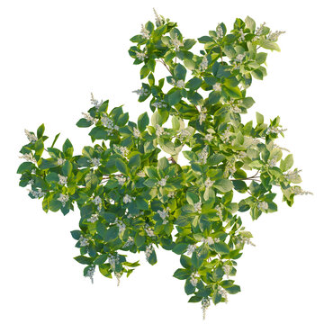 Clethra alnifolia tree plan, top view, cutout, 8k png, isolate, transparent background, Lush green foliage with delicate blossoms for landscape designs needs