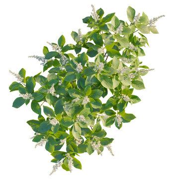 Clethra alnifolia tree plan, top view, cutout, 8k png, isolate, transparent background, Beautiful blooming summersweet shrub adds natural elegance to designs