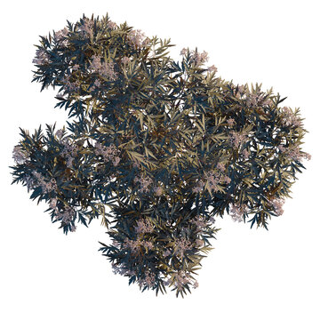 Sambucus nigra black lace tree plan, top view, cutout, 8k png, isolate, transparent background, Blooming elderberry bush overhead, detailed foliage and flowers design