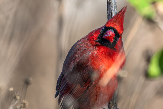 Closeup of a male northern cardinal perched on a branch. - Powered by Adobe