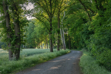 Summertime rural landscape in Germany, outdoor background