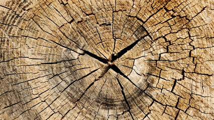 Fototapeta premium Bark texture of the Casuarina equisetifolia, also known as Horsetail Casuarina, She-Oak, or Whistling Pine