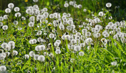 A dandelion faded in the meadow © orestligetka