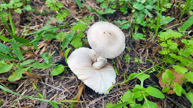 Likely the poisonous False Funnel Cap (Clitocybe dealbata) in a city park in late November
