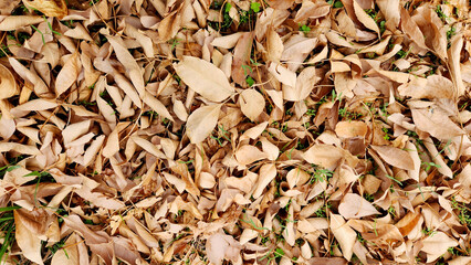 Late November finds ash trees (Fraxinus spp.) in the park shedding melancholic leaves, carpeting the ground in seasonal brown hues