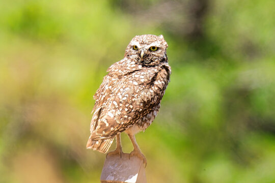 Owl in Casanare, pequen amidst vibrant greenery