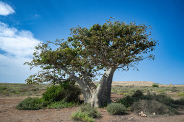 Solitary baobab tree in arid landscape on Boa Vista, Cape Verde