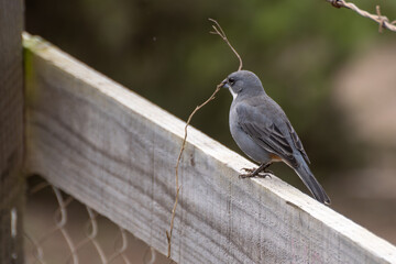 Fire-eyed Diucon (Pyrope pyrope) perched on a Calafate plant (Berberis microphylla) i