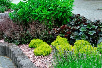 lawenda, waskolistna, berberys, żurawka, krzewuszka, cudowna, na rabacie, murek kamienny, weigela florida, heuchera, berberis, lavandula, angustifolia, betonowy, obwódka, słonecznie, lato, kompozycja