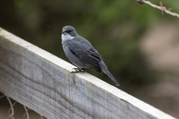 Fire-eyed Diucon (Pyrope pyrope) perched on a Calafate plant (Berberis microphylla) i
